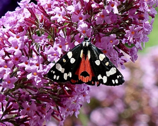 scarlet tiger